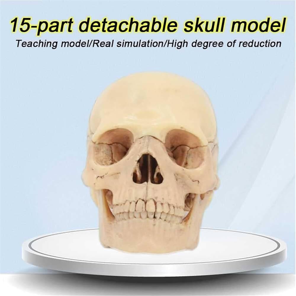 頭蓋骨模型 解剖学的構造 Amazon.co.jp: 頭蓋骨の繊細で複雑な解剖学的構造をより自然に