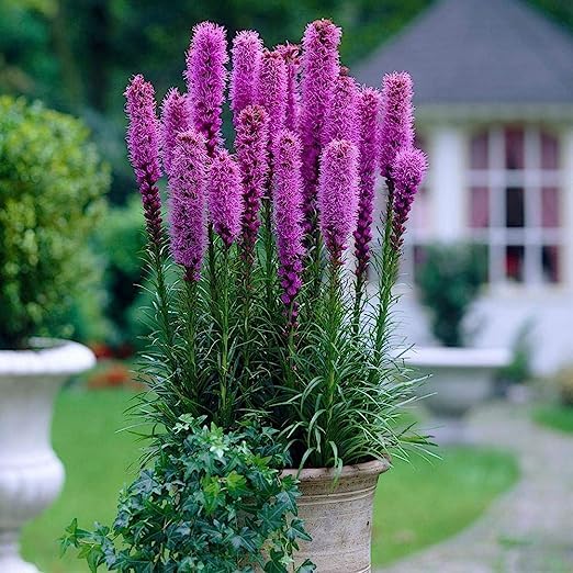 All Seasons Pink Blazing Star Liatris Flower Seeds- 35+ Seeds Trial Pack (B0C979BN49) Amazon Price History, Amazon Price Tracker