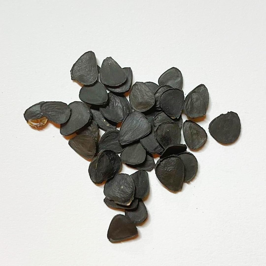 Amazon.co.jp: 【種子】ユッカトンプソニアーナ 20粒 Yucca