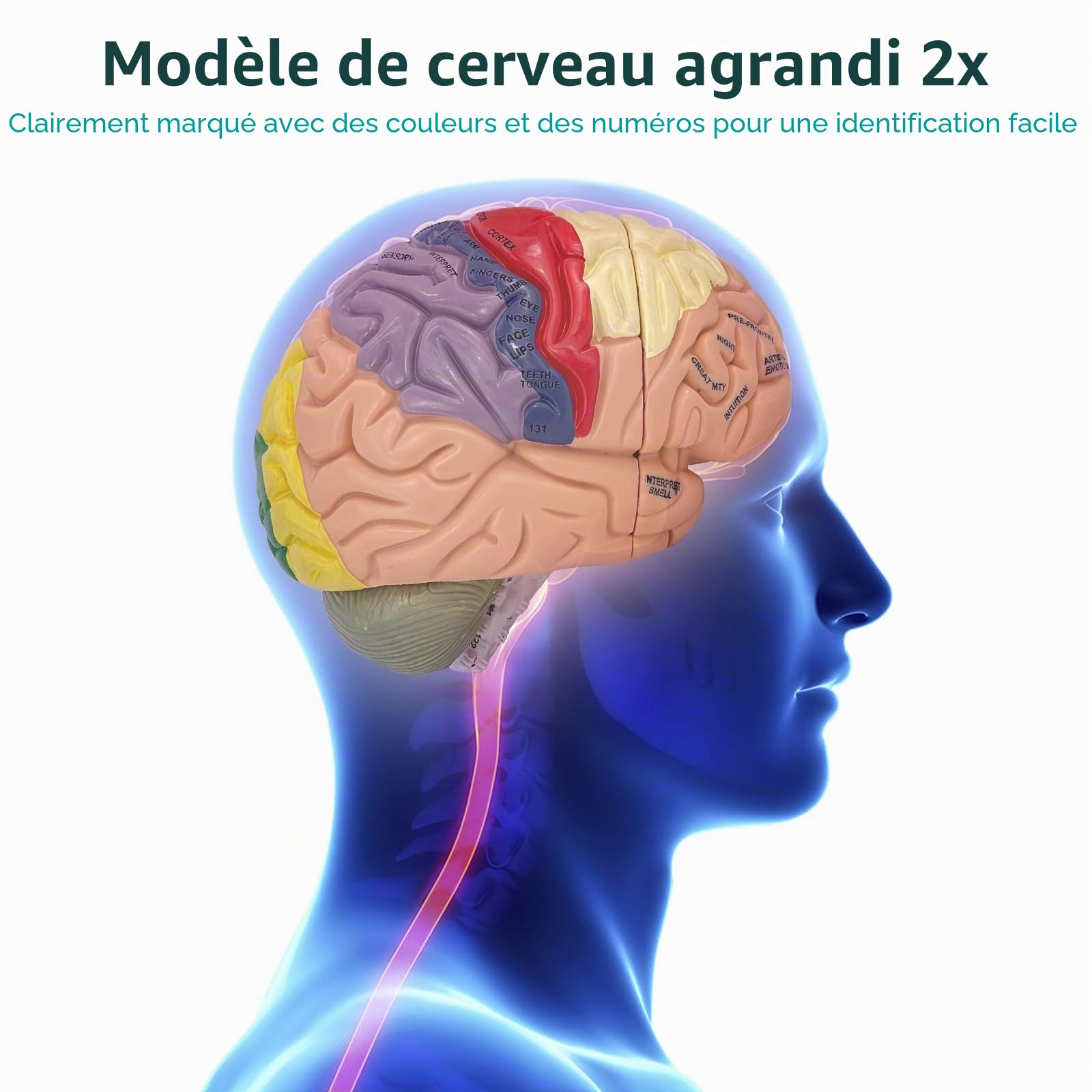 Modèle Anatomique Cerveau Humain, Modèle d'anatomie du Cerveau 2 Fois Grandeur Nature en PVC avec Socle d’Affichage pour Enseignement Formation Présentation Neurosciences Écoles Hôpitaux