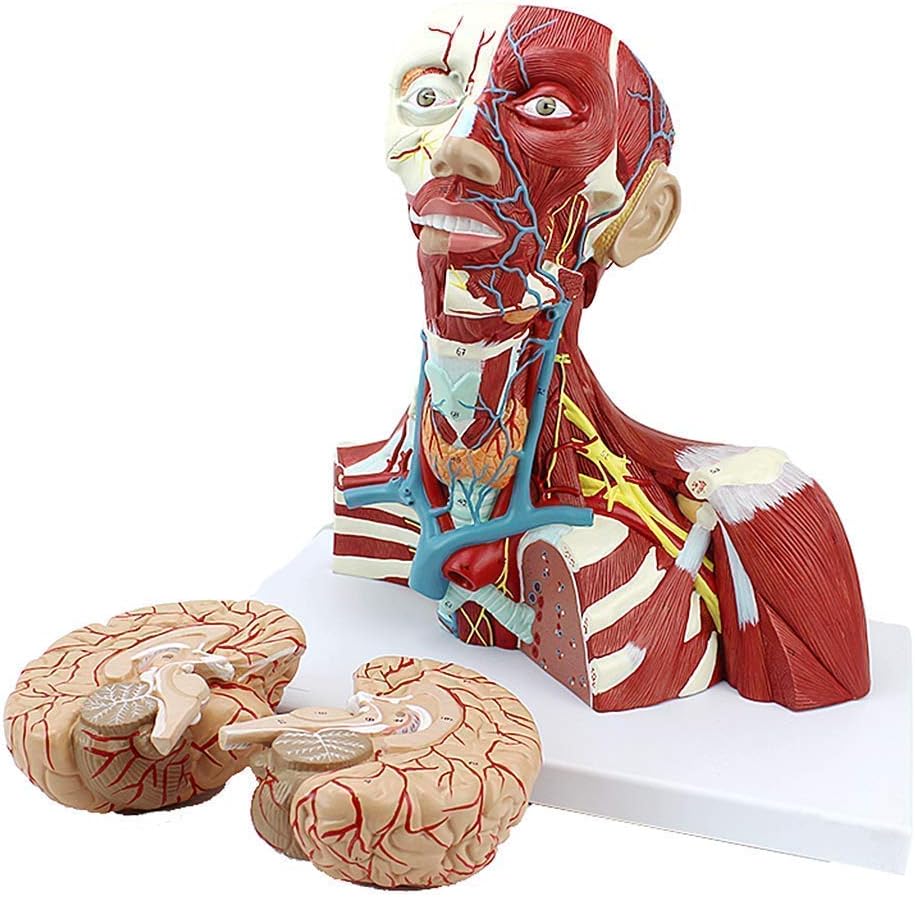 LBYLYH Juguete Humano cráneo Cabeza hals anatómico Modelo científico anatomía Humana Modelo Cerebro traqueal Tiroideo Manguera nerviosa extraíble 3 Partes