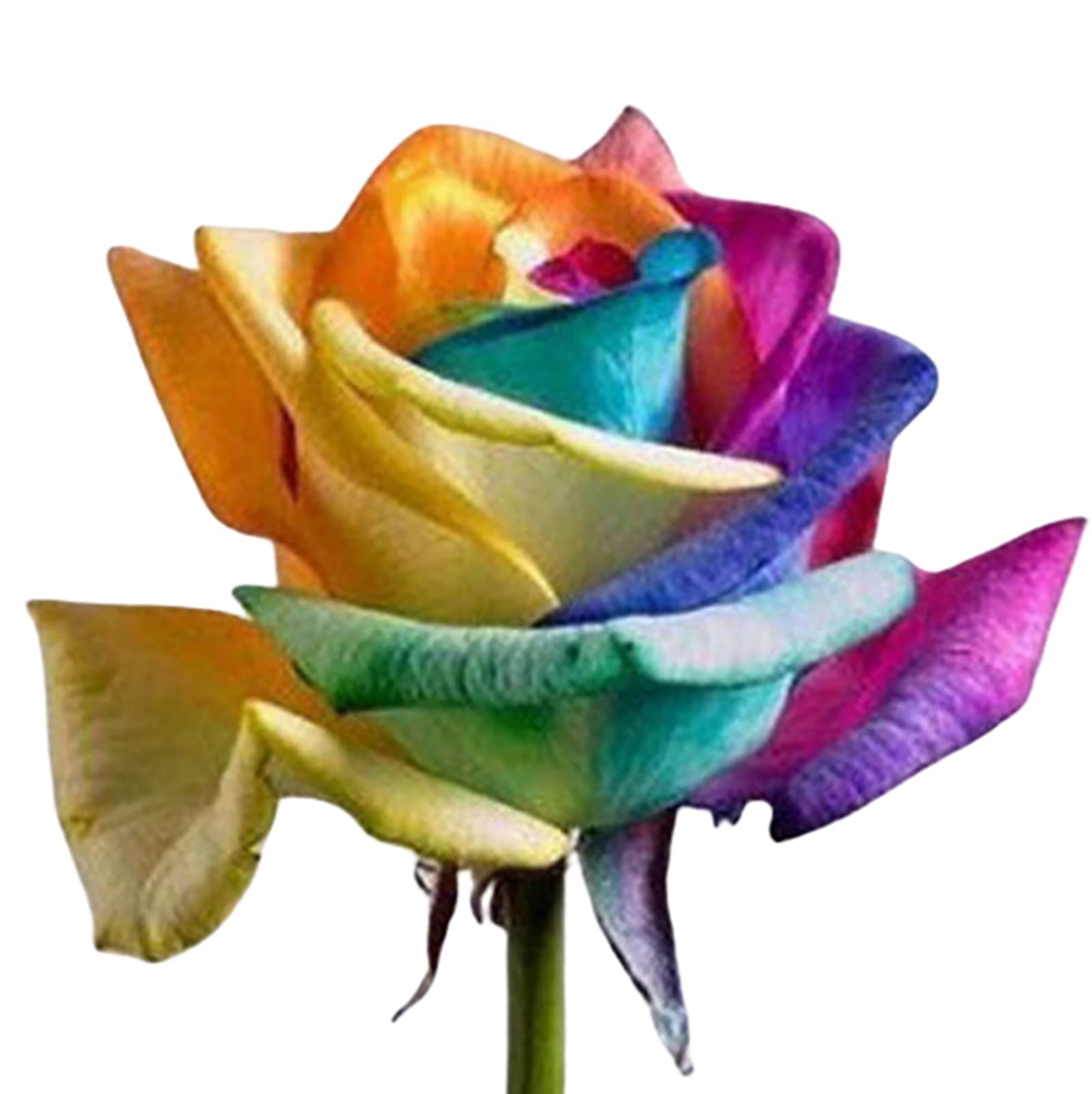 Semi Di Rosa Arcobaleno - 100 Semi Per Giardino, Balcone O Interni, Fiori Profumati E Colorati - Foto 2