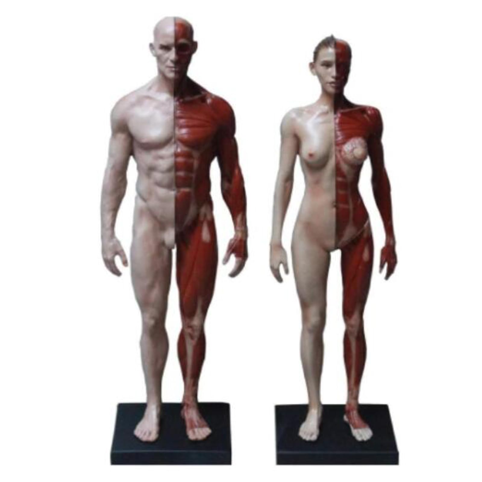 Sjdopulse Men's Combination. Human Body Anatomy Figure - Human Body Musculoskeletal Anatomical Model - /Fe Anatomy Figure - Human Muscle Skeleton Anatomical Model - For Artist Drawing Study (Combination)