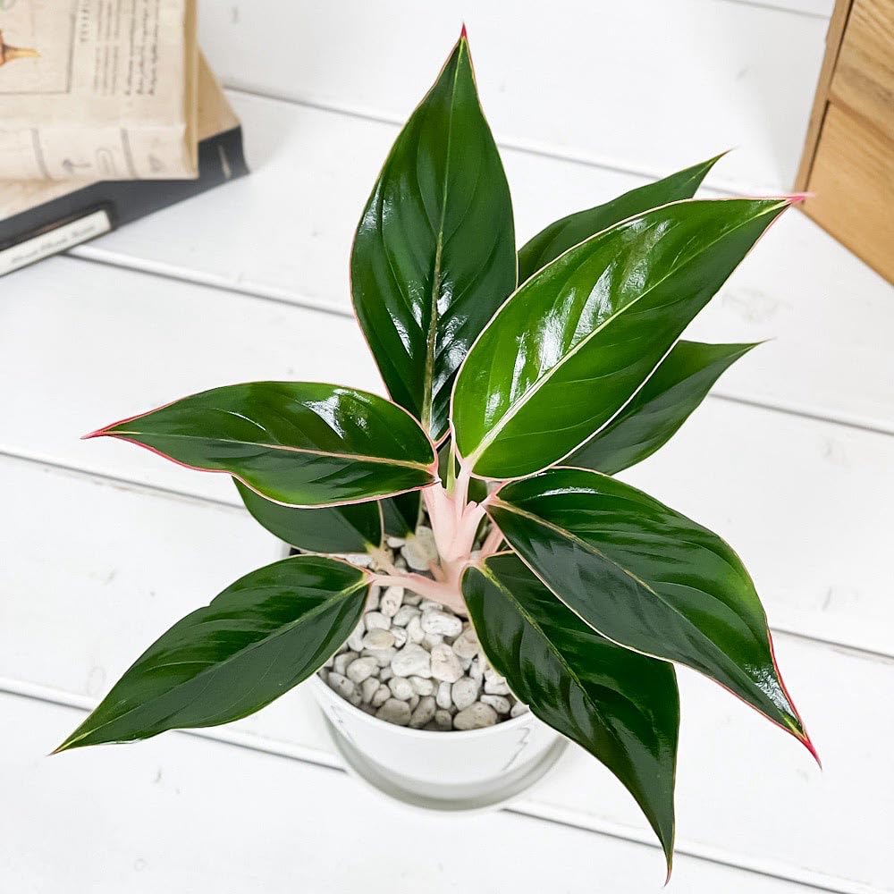 Amazon.co.jp: PLANCHU 観葉植物 アグラオネマ サファイア 4号鉢