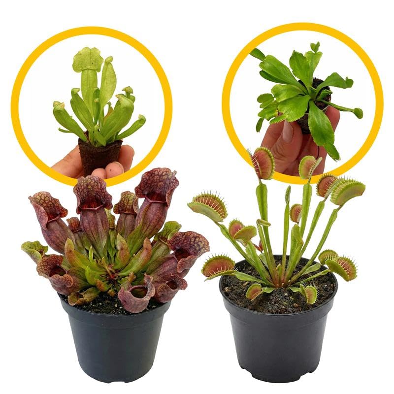 ragnaroc Sarracenia Purpurea SSP. Venosa 2-4' (Purple Pitcher Plant) & Dionaea Muscipula 2-4' (Venus...