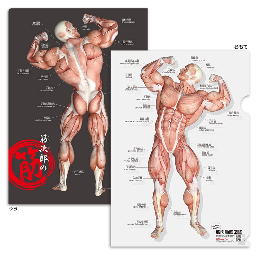 筋肉太郎 筋次郎の筋 クリアファイル (解剖学クリアファイル) | 「筋肉のこと