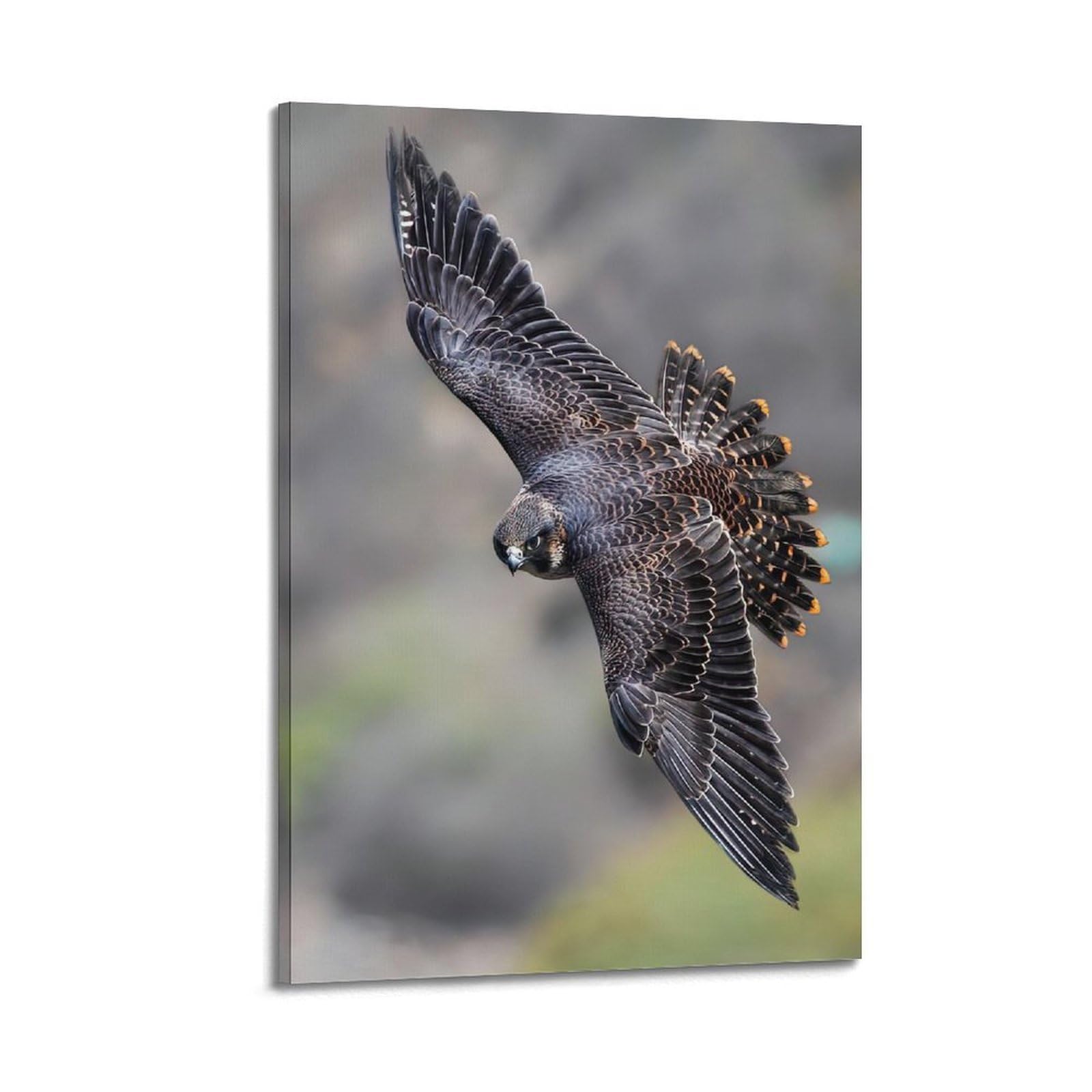 Animal Poster Peregrine Falcon Fastest Dive Hunting Bird of Prey Wildlife Poster Decorative Painting Canvas Wall Posters And Art Picture Print Modern Family Bedroom Decor Posters 24x36inch(60x90cm)