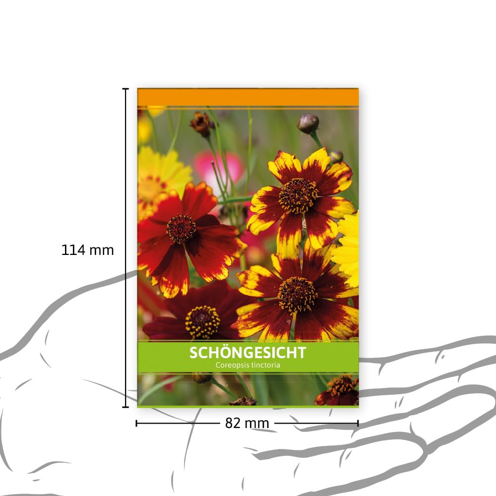 FLORTUS Mädchenauge als Gastgeschenke (100 Stück) | Blumensamen als Dankeschön Geschenke, Mitgebsel & Werbegeschenke | Schöngesicht Blumen