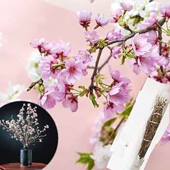 さやま桜様　2枚 Mountain climbing] 4K Village of 550,000 Yamazakura trees