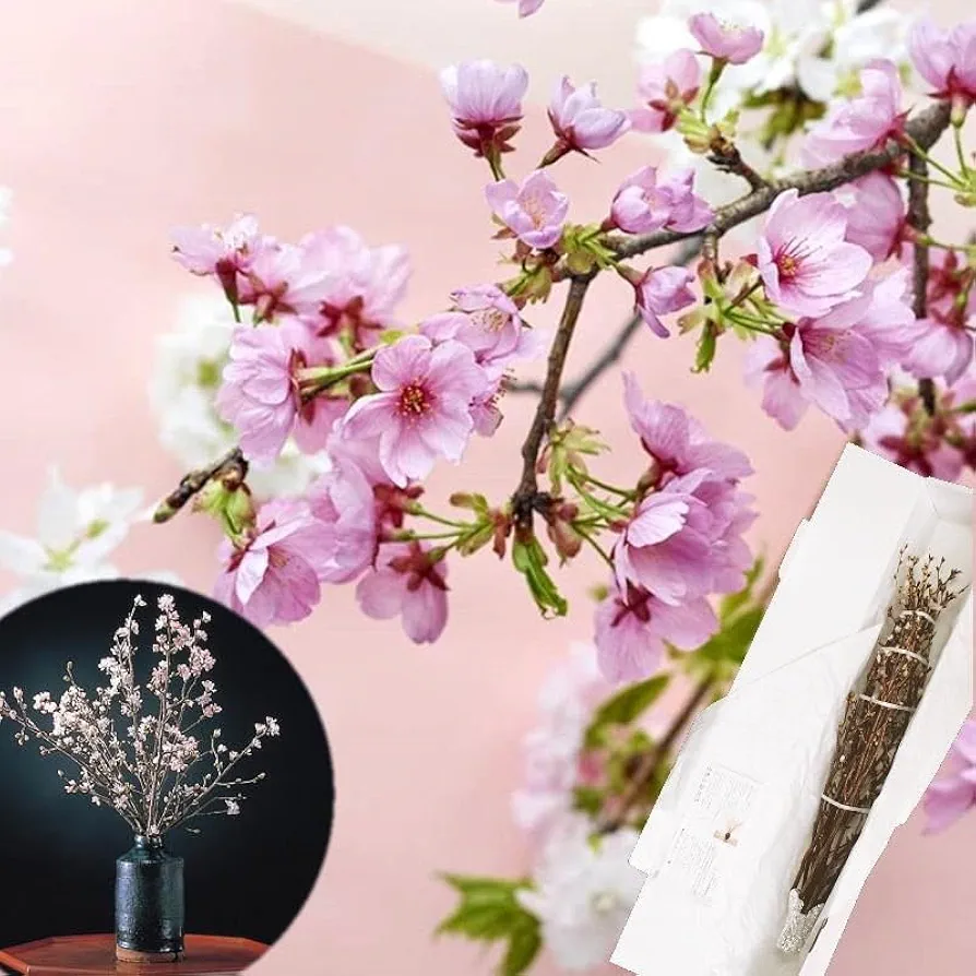 さやま桜様 限定品》 ☆プレミアムやまがた紅王☆ 4Lサイズ 15粒（約190g