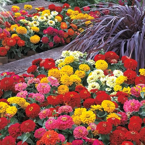 Park Seed Zinnia Seeds Planting Flowers Easy to Grow Non-GMO Perfect for Spring Garden Dreamland Pink Pack of 25 product thumbnail 11