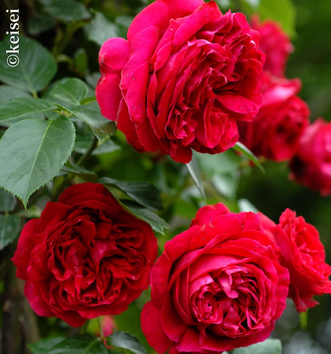 Amazon.co.jp: バラ苗 苗木 つるバラ ルージュ ピエール ドゥ