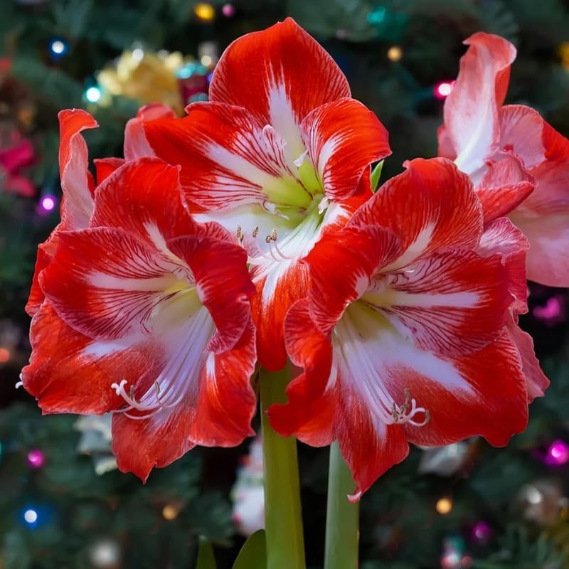 Amaryllis Plant Bulb in Wax, Jumbo White Red Waxed Amaryllis Plant Bulb, Holiday Decorations Blooms