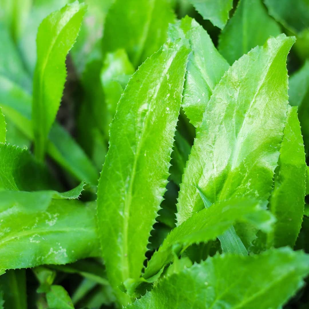 Gachwala Mexican Coriander (Eryngium foetidum) | Saw Tooth/Saw Leaf Coriander | Long Coriander | Dhania Patta | Culantro | Man-dhania | Jongali Memedo | Bon Dhonia - 1 Healthy Live Plant with Pot (B0B47KJZM7) Amazon Price History, Amazon Price Tracker