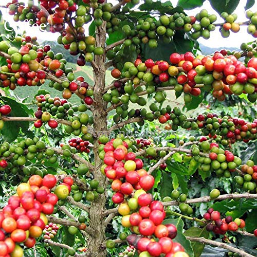 See full amazon price history chart for Plants Point Rare Live Plant Robusta Coffee Bean Exotic Live Plant (1 Healthy Live Plant) Plants Point Rare Live Plant Robusta Coffee Bean Exotic Live Plant (1 Healthy Live Plant) (B07KT8YPSS) Amazon Price History, Amazon Price Tracker