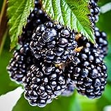 250+ BlackBerry Seeds for Planting - Non-GMO BlackBerry Seeds to Plant for Garden Outdoor - Sweet,Healthy Fruit