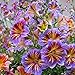 ZEshops 100pcs Rare Chilean Morning Glory Seeds - Mixed Color Blooms for Stunning Annual & Perennial Flowers