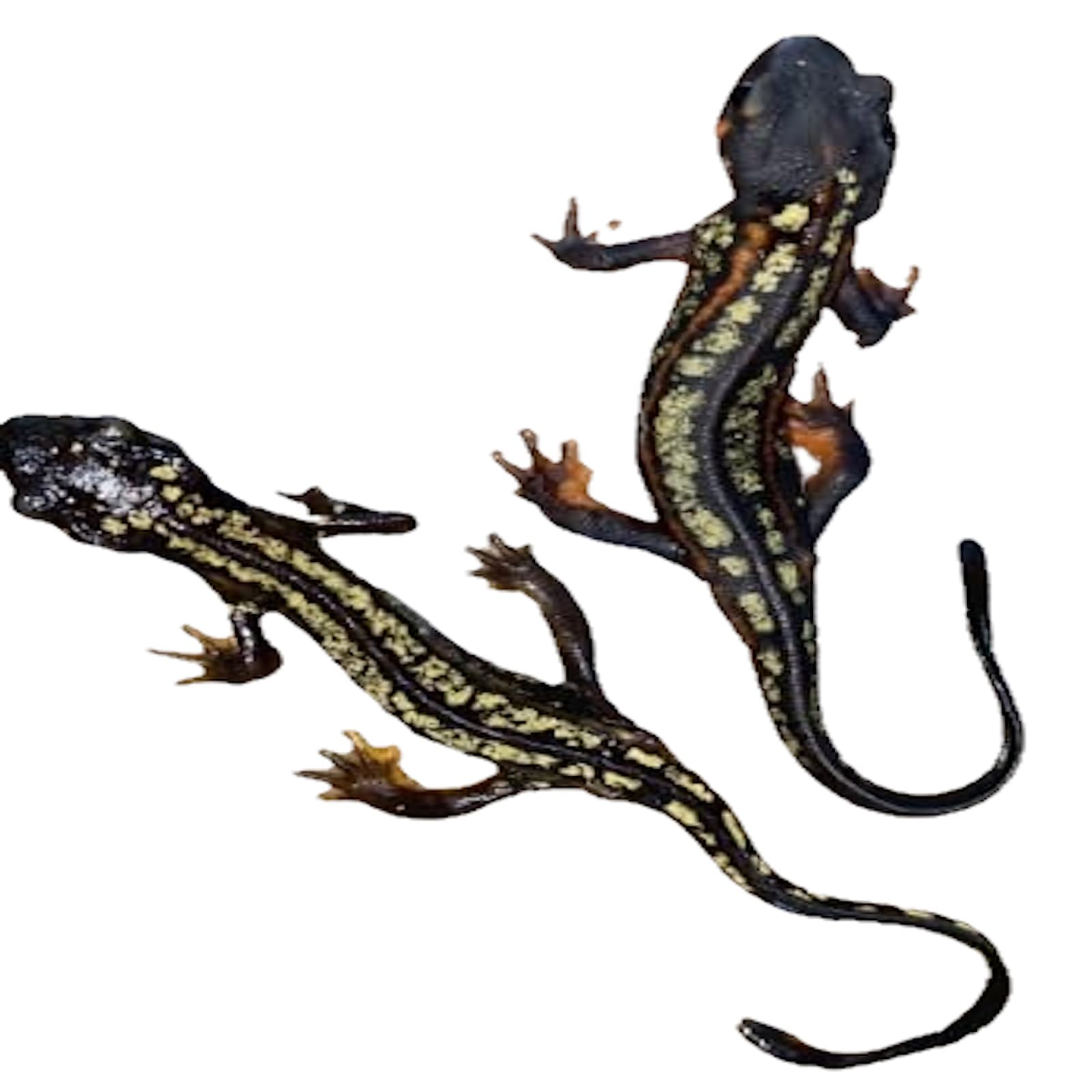 沖縄シリケンイモリ　複数ペア入荷　アカムシ、コオロギたべます。 沖縄シリケンイモリ 複数ペア入荷 アカムシ、コオロギたべます。