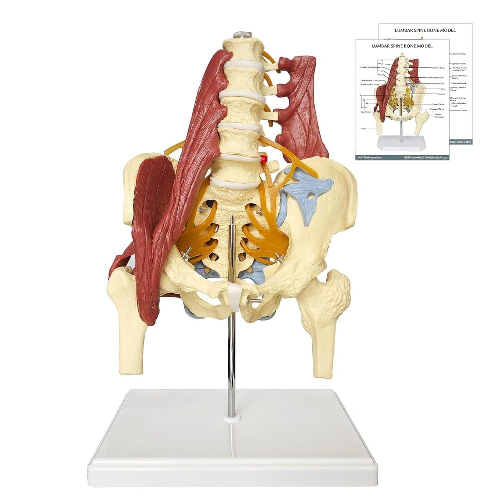 Modello della colonna vertebrale lombare con bacino femminile, modello anatomico umano a grandezza naturale per l'educazione medica, testa del femore, nervi e supporto per lo studio dell'articolazione