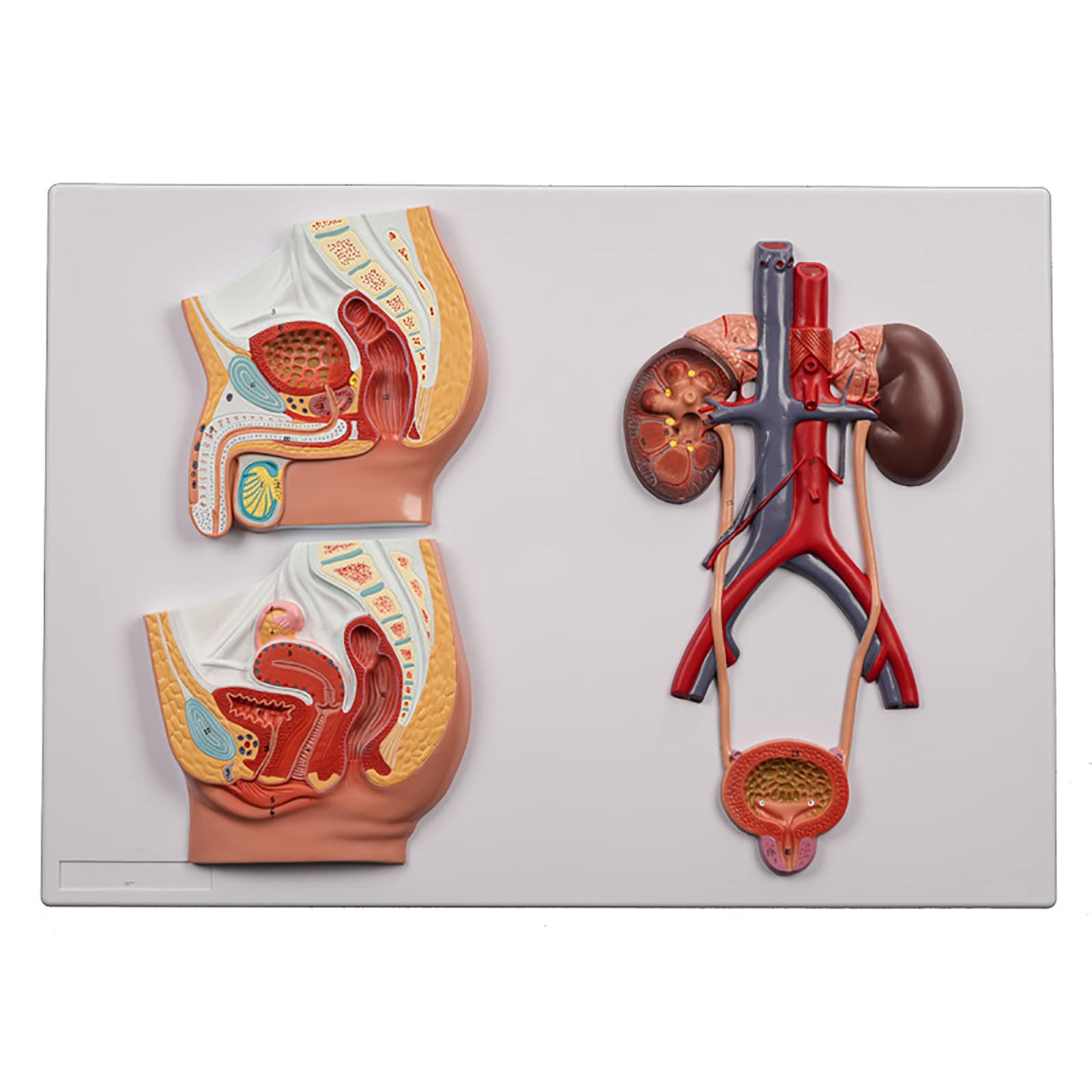 Amazon.co.jp: 人間の泌尿器系の解剖モデル、腎臓の解剖モデル、人間の