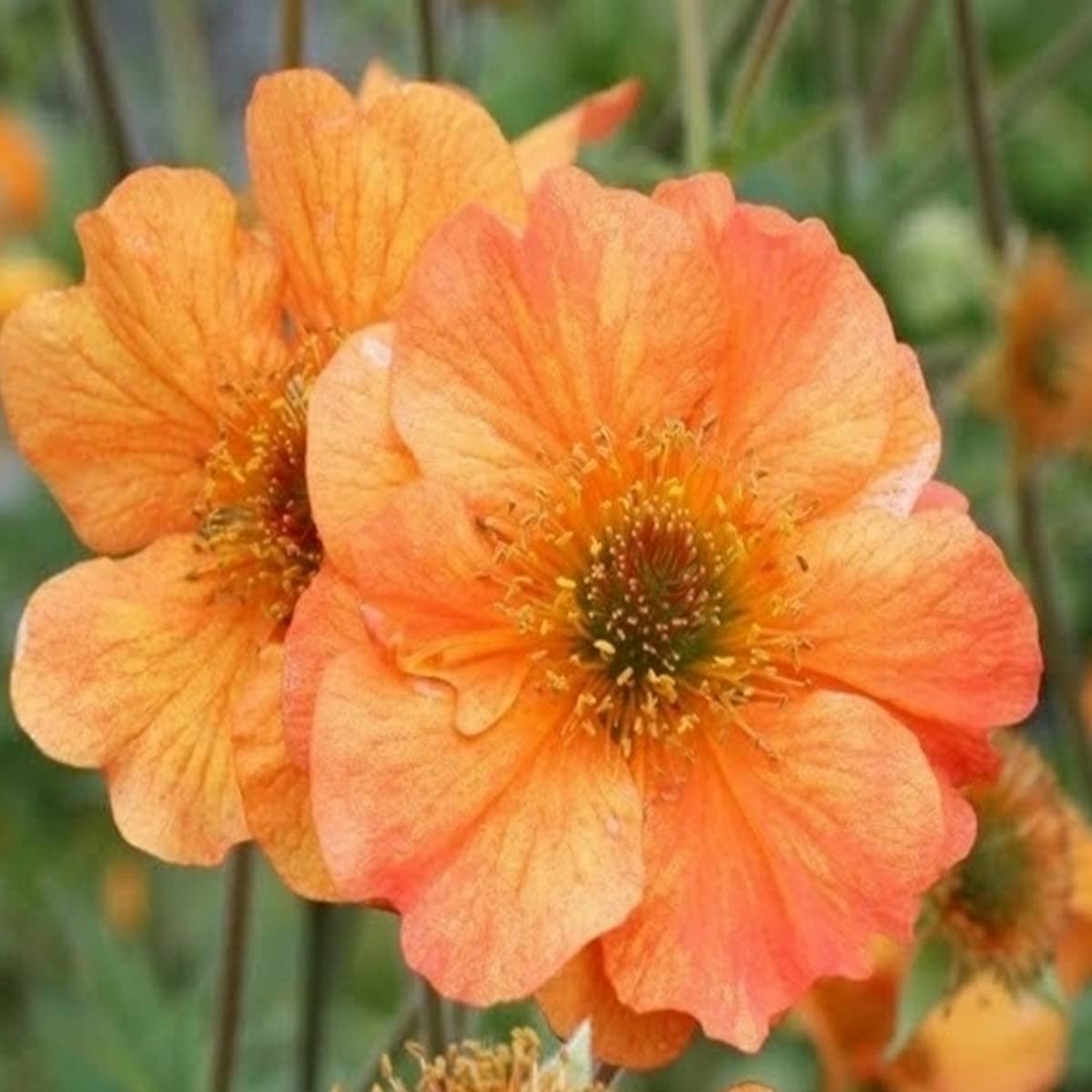 Geum Totally Tangerine- Perennial that is Ready to Plant Out- Comes Back Every Year (Hardy) - Flowers from Summer to Autumn- Loved by Bees (Middleton Nurseries) (1 Litre(13cm Pot))
