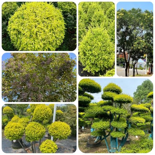 semi di ligustro, resistenti di ligustro, interno arbusti perenni resistenti, decorazione autunnale arbusti dalla 150pcs