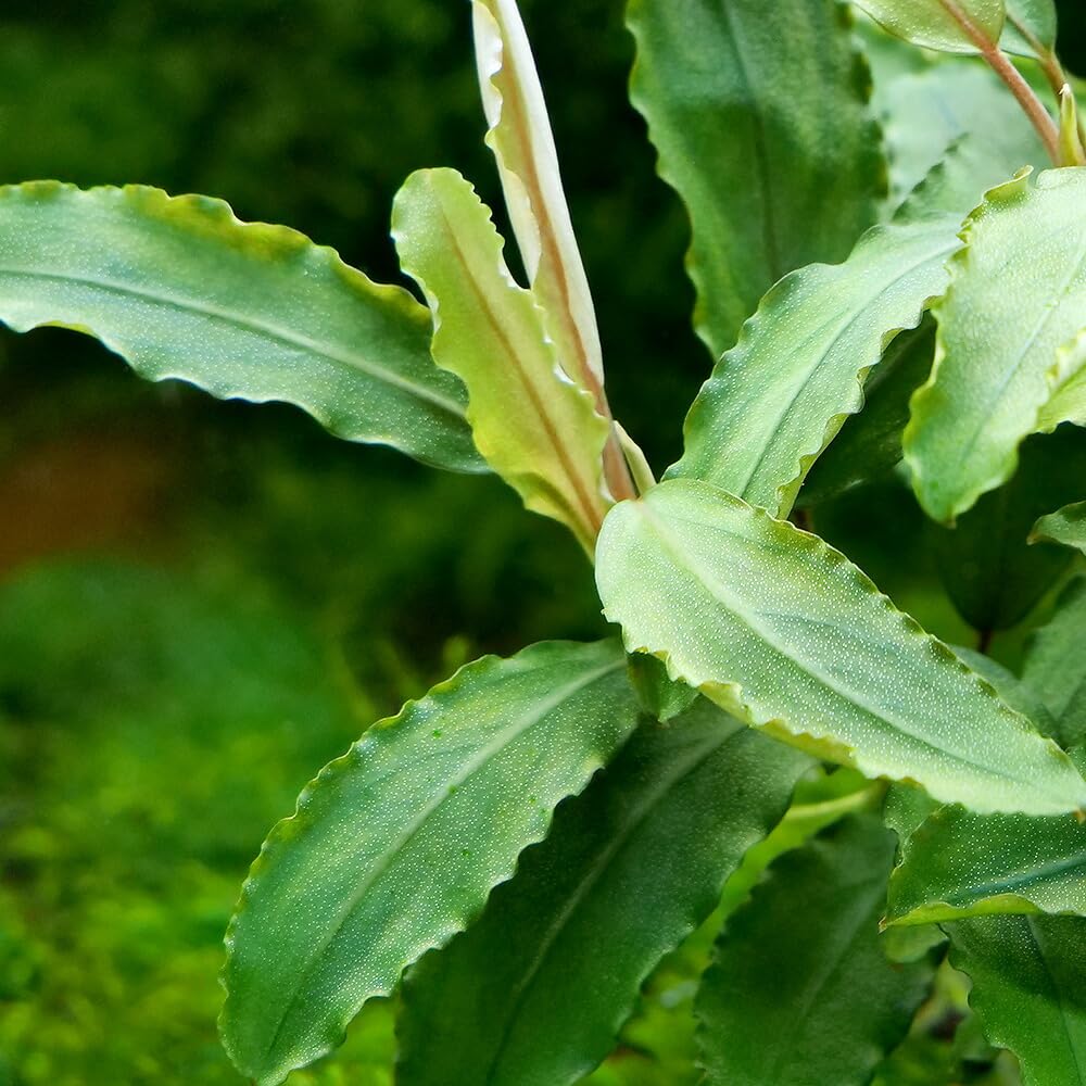 Amazon.co.jp: （水草）ブセファランドラsp．オーロラ クラシック