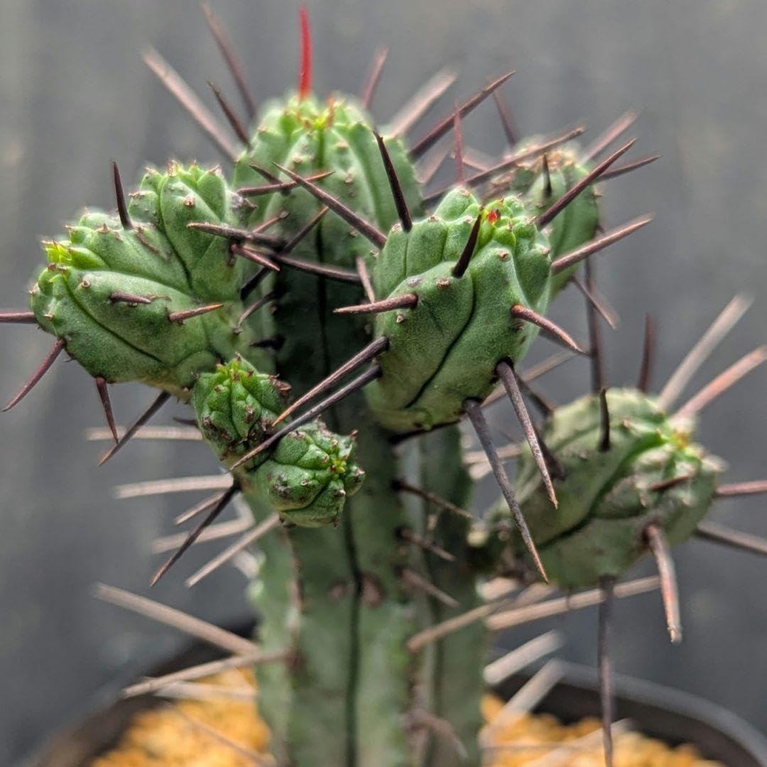多肉植物シリーズ ユーフォルビア 紅彩閣モンストinわけけのお店