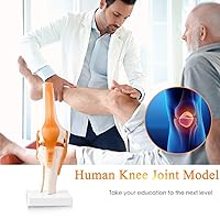 Vista 6 de LYOU Modelo de articulación de rodilla humana con ligamento de rodilla, modelo de esqueleto flexible anatómico de tamaño real, perfecto