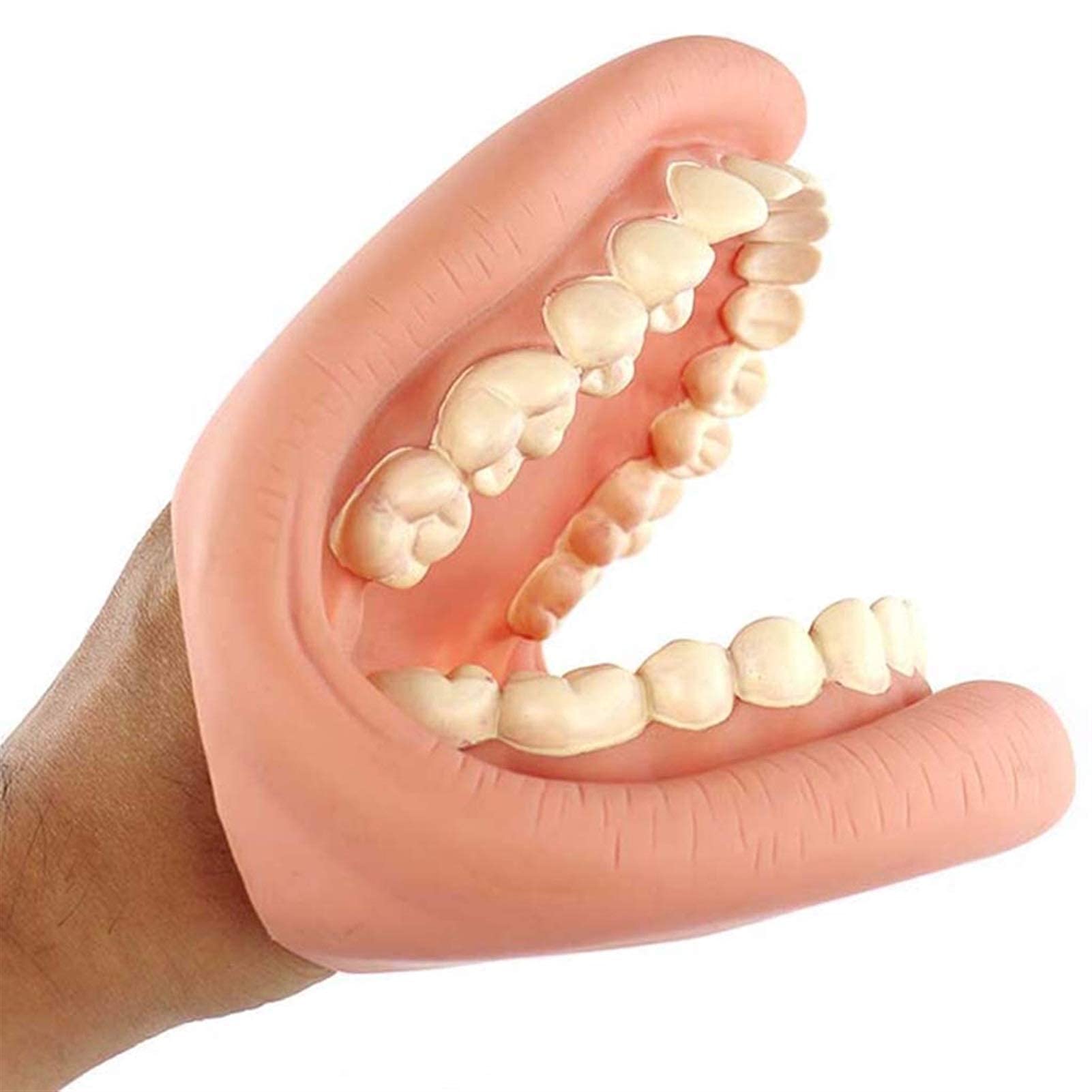 MorrEzTeaching Model, Dental Teeth Model - Teeth Demonstration Models Brushing Teeth Practice Teach Study Model - Standard Child Kid Teeth Gums Medical Teaching Model Anatomy Biology Teaching Aids