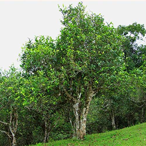 Ventas calientes 100g Ripe Puer Tea Yunnan Phoenix Marca Tuocha Black Puer Organic Natural Pu'er Old Tree Cocido Puer… - Imagen 7
