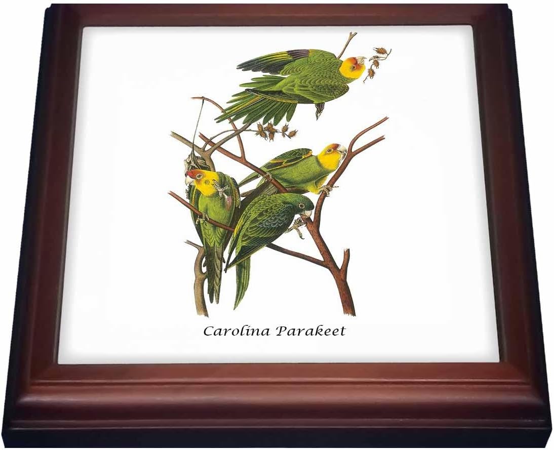 3dRose Carolina Parakeet By John James Audubon Trivet With Tile, 8" x 8", Brown