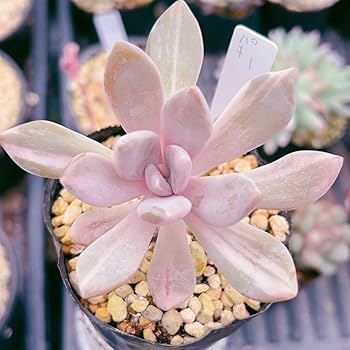 Amazon.co.jp: ！！多肉植物 パキフィツム 月下美人錦 月1 韓国