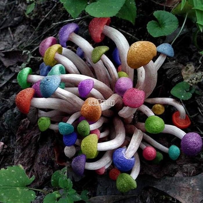 Buy Yukio SEED CORNER - Rare Rainbow Garden Mushrooms Edible Mushroom