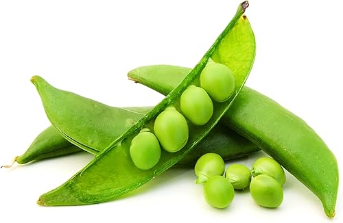 Miniatura 3 de Mammoth Melting Sugar Pod - Semillas de jardín de guisantes de nieve, 100 semillas, sin OMG, semillas de hortalizas tradicionales y microverdes