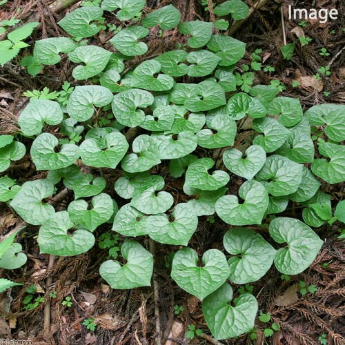 Amazon.co.jp: （山野草）フタバアオイ（二葉葵） 3号（1ポット