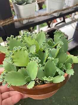 子宝草、抜き苗 61yTEfl0h5L._AC_UF350,