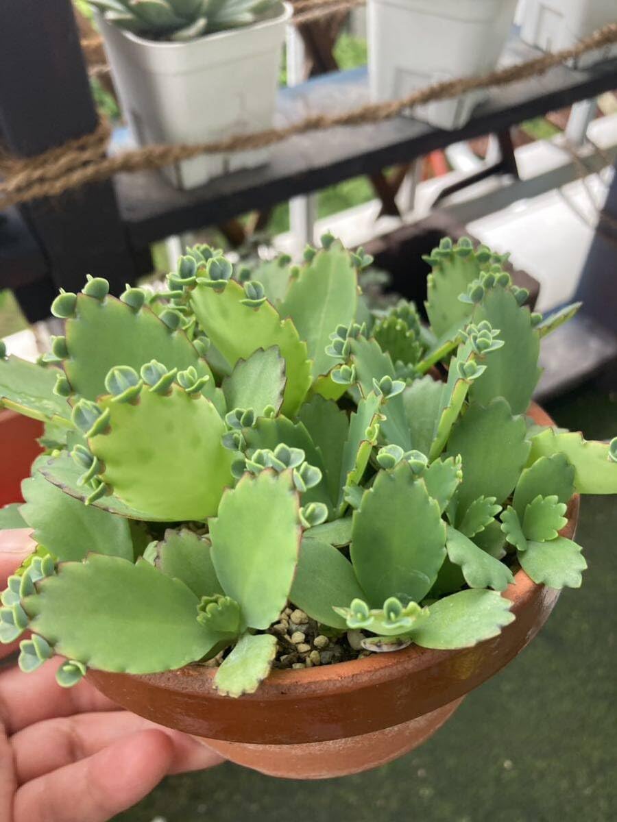 ラスト！子宝草抜き苗カランコエ多肉植物