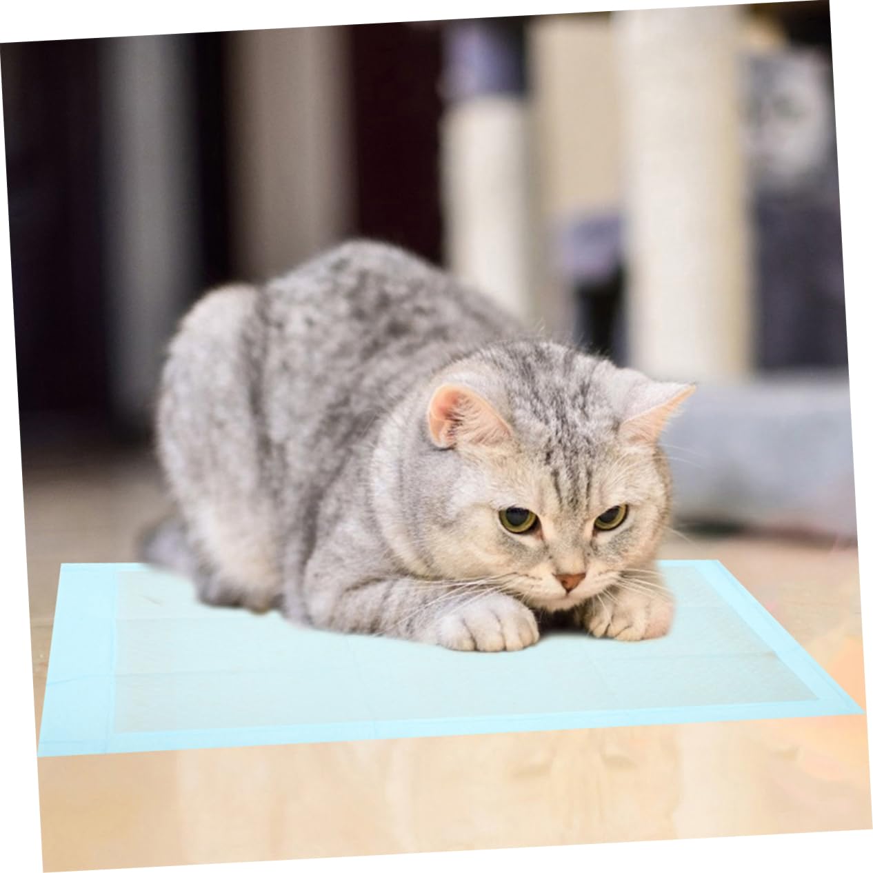 Toyvian 100pièces Alèses Jetables pour Chiens Et Chats Tapis Entraînement Ultra-absorbants Et Imperméables Parfaits pour Usage Intérieur Et Extérieur