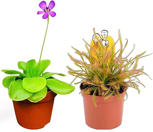 2 x Carnivorous Plants - Butterwort Pinguicula, Drosera Sundew Plant in - 9cm Pots Indoor/Outdoor Plants