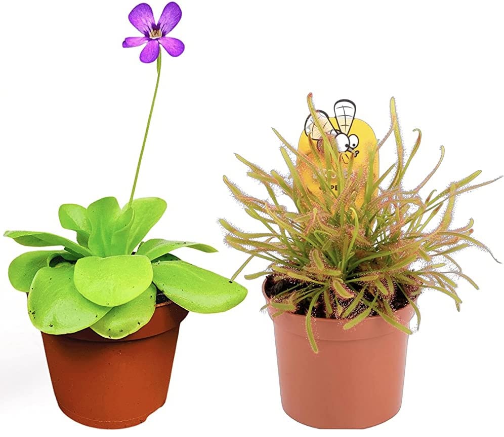 2 x Carnivorous Plants - Butterwort Pinguicula, Drosera Sundew Plant in - 9cm Pots Indoor/Outdoor Plants