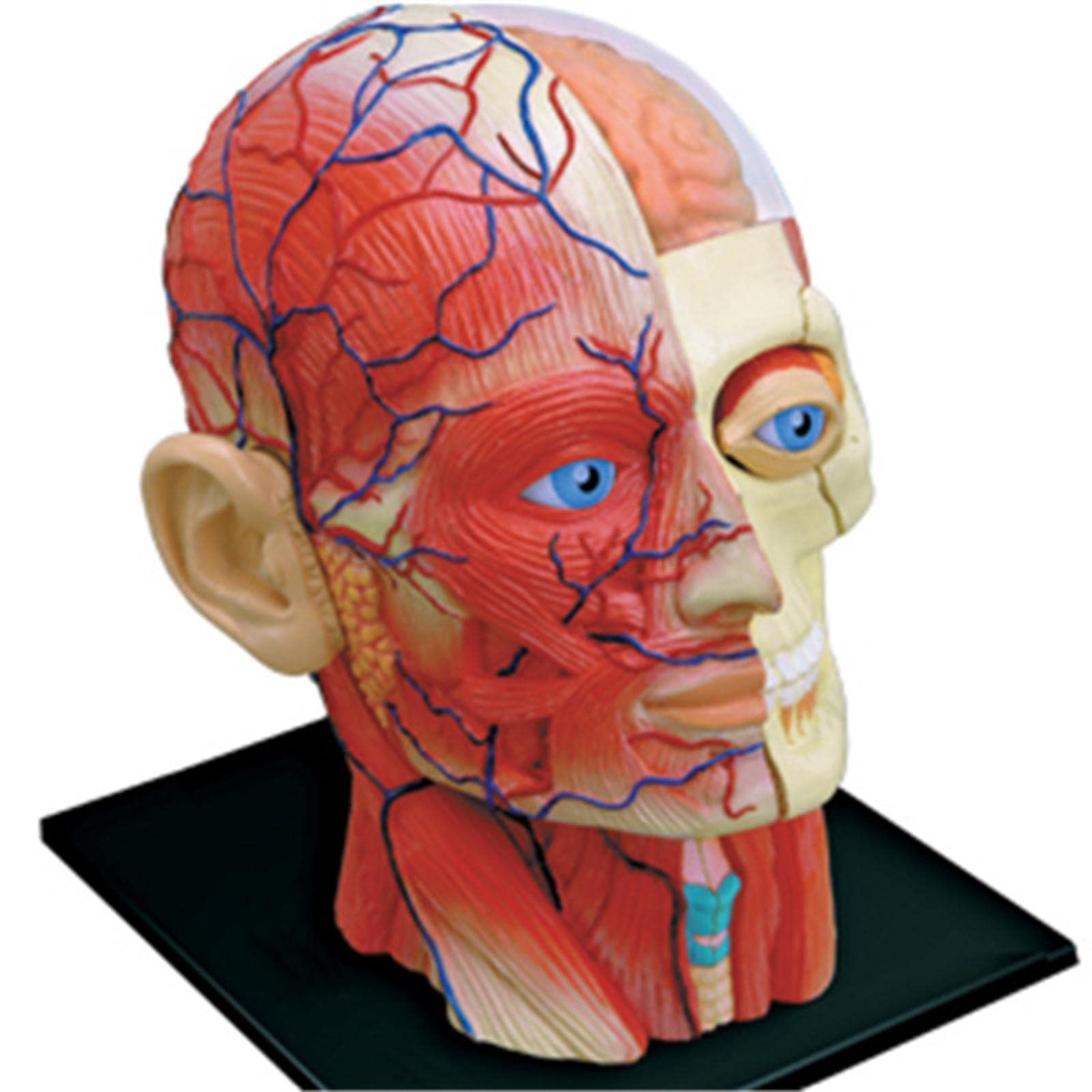Modelo Compuesto 4D del Esqueleto Humano
