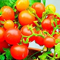 Vista 3 de MOCCUROD 100 Seeds Indoor Cherry Tomato Dwarf Red and Yellow Tomato Rare Vegetable Heirloom Seeds