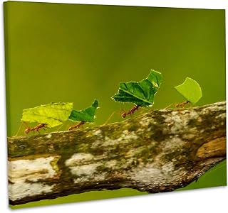 3dRose, Costa Rica, Monteverde Cloud Forest. Leaf-cutter ants carrying leaves., Museum Grade Canvas Wrap 10x8