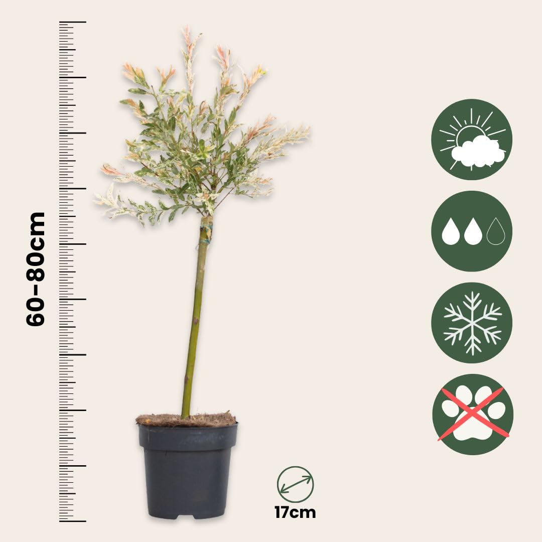 Plant in a Box - Salix integra 'Flamingo' - Set de 2 - Plante exterieur jardin persistant - Saule crevette - Saule panaché - Pot 17cm - Hauteur 60-80cm