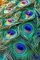 Peacock Feathers Journal : (Peacock Feathers Notebook, Peacock, Feathers, Log Book, Bird Book, Diary, Composition Book, Creative Writing, Poetry, 6 X 9, Medium, Ruled) 1721898220 Book Cover