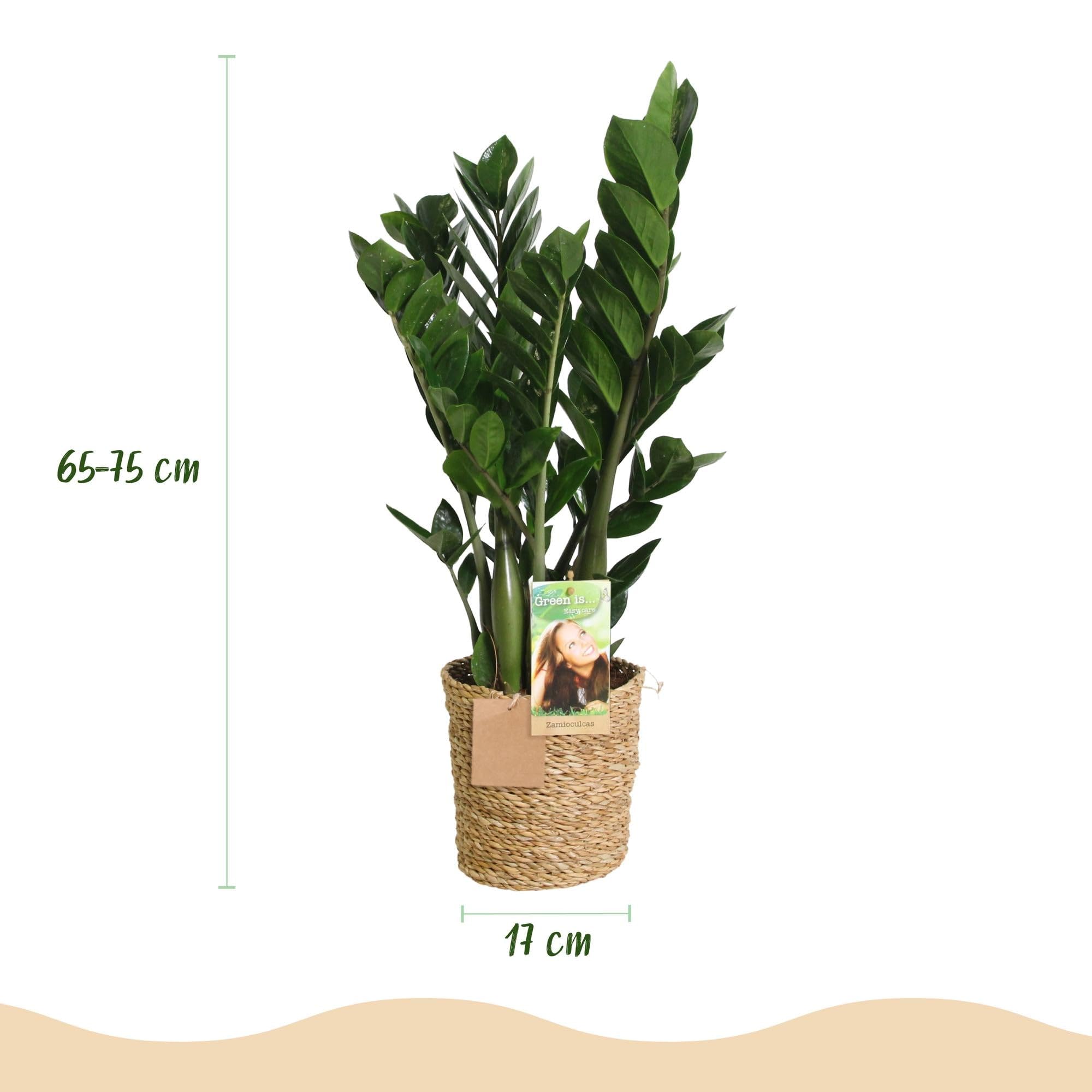 Green boutiQ - Zimmerpflanzen - Zamioculcas - ZZ-Pflanze - Wenig Pflege -  mit Korb - Grn - 1 Pflanze - Topf 17cm - Hhe 65-75cm : Amazon.de: Garten