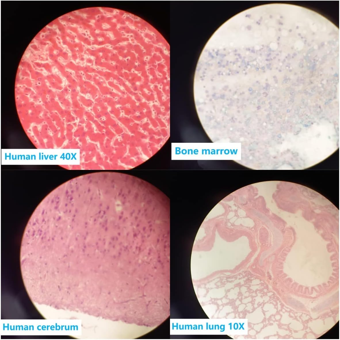 Prepared Human Tissue Anatomy Microscope Slides Set, 17pcs Hand-Prepared Slides Survey The Major Tissues and Organs of Human Body Dedicated to Human Physiology (Human Anatomy)