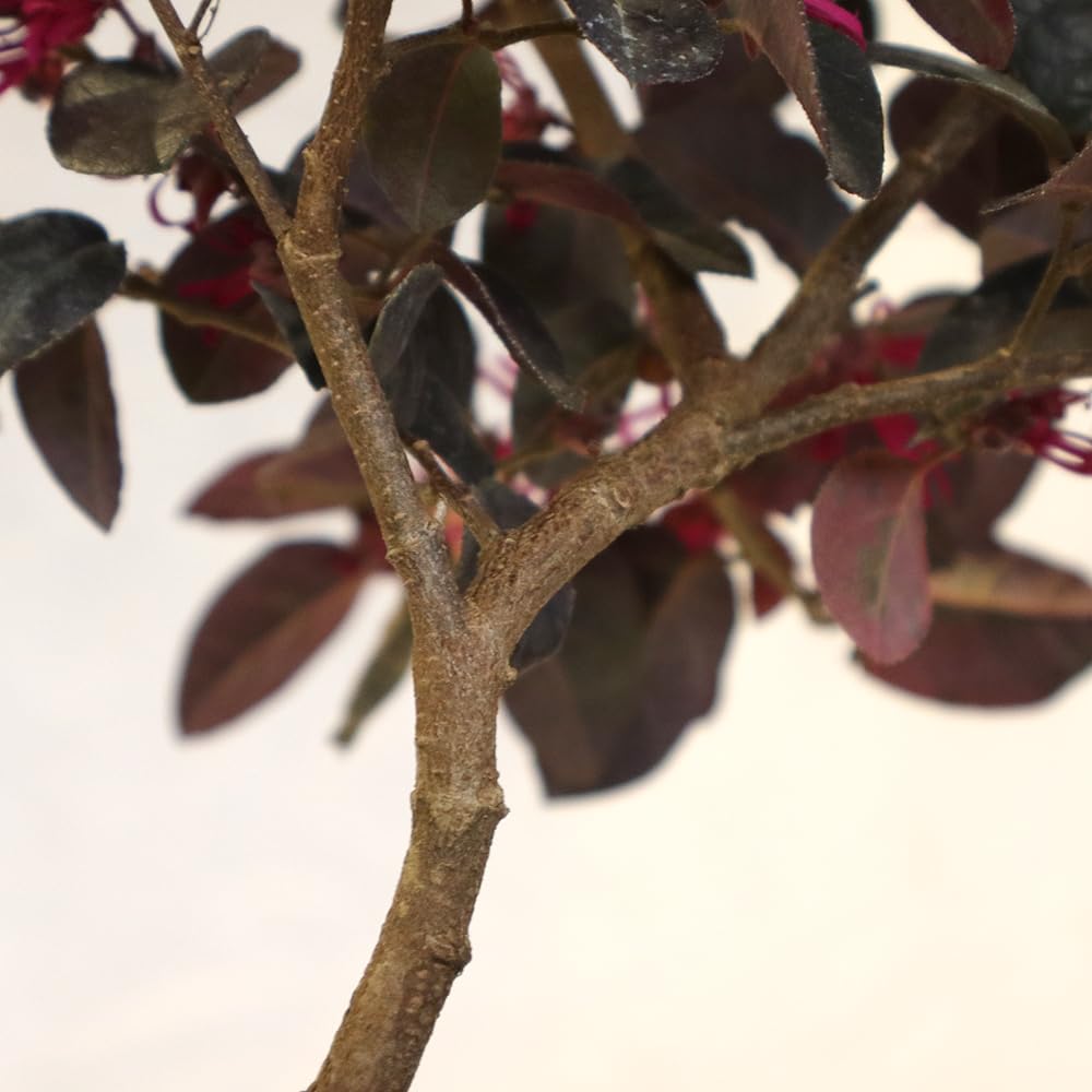 KENTIS Bonsai Loropetalum Echter Outdoor-Bonsai H 35-40 cm Topf Ø 21 cm
