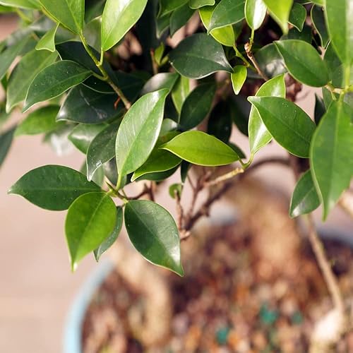 Miniatura 2 de Brussel's Bonsai - Árbol bonsái para interiores, M